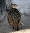 Female Black Francolin (Francolinus francolinus) resting in a zoo : (pix Sanjiv Shukla)