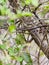 Female Black-headed Apalis