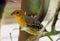 Female Black-headed weaver