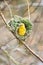 Female black-headed weaver bird