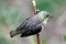 Female Black-headed Weaver, Ploceus melanocephalus