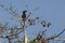 Female Black Hornbill on Fig Tree