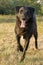 Female Black Lab waiting to Play Fetch