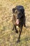 Female Black Lab waiting to Play Fetch