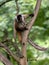 female Black lemur, Eulemur macaco, deftly moves in the branches