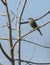 Female Black Redstart