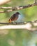 A female Black Redstart on a twig