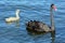 Female Black swan with her cygnet