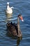 Female Black swan with her cygnet