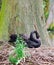 Female Black Swan Nesting