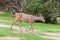 Female black tailed deer