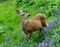 Female black-tailed Deer, Olympic National Park, Washington State, USA.