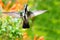 A female Black-throated Mango Anthracothorax nigricollis, hovering with wings spread