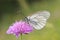 Female of Black-veined White butterfly, Aporia crataegi