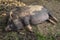 Female black Vietnamese Potbelly pig lying down