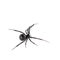 Female Black widow spider