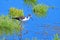 Female black winged stilt at Parc Natural de s`Albufera, Majorca, Spain