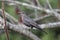 Female blackbird