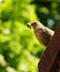 Female Blackbird