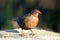 Female blackbird.