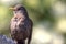 Female blackbird in close-up. Garden song bird nature image