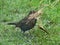 Female Blackbird Collecting Nesting Material