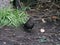 Female Blackbird Collecting Nesting Material