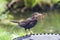 Female Blackbird Collecting Nesting Material