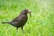 A female blackbird collects worms on a green lawn