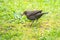 A female blackbird collects worms on a green lawn