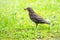 A female blackbird collects worms on a green lawn