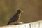 Female blackbird eating grains
