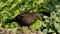 Female Blackbird feeding.