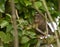 Female Blackbird in the green