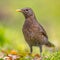 Female blackbird green backgound