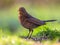 Female blackbird green background