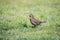 Female blackbird among green grass