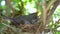 Female blackbird hatching her eggs