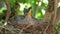 Female blackbird hatching her eggs