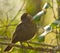 Female Blackbird posing