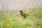 Female blackbird sitting on a meadow