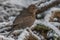 Female blackbird in snow