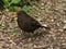 Female blackbird on a stony path in a garden