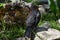 Female Blackbird - Turdus merula, A bird on the stone, the sun rays between the plants.