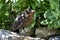 Female Blackbird - Turdus merula, A bird on the stone, the sun rays between the plants.