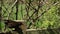 Female blackbird, turdus merula, on fence feeding