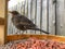 Female blackbird Turdus merula perched on the edge of a bird table with food pellets