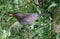 Female blackbird, turdus merula, stood on twig