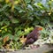 Female blackbird with two Rowan berries.