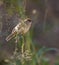 Female Blackcap